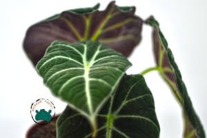 Alocasia Polly Fil Kulağı Bitkisi 12CM Saksıda