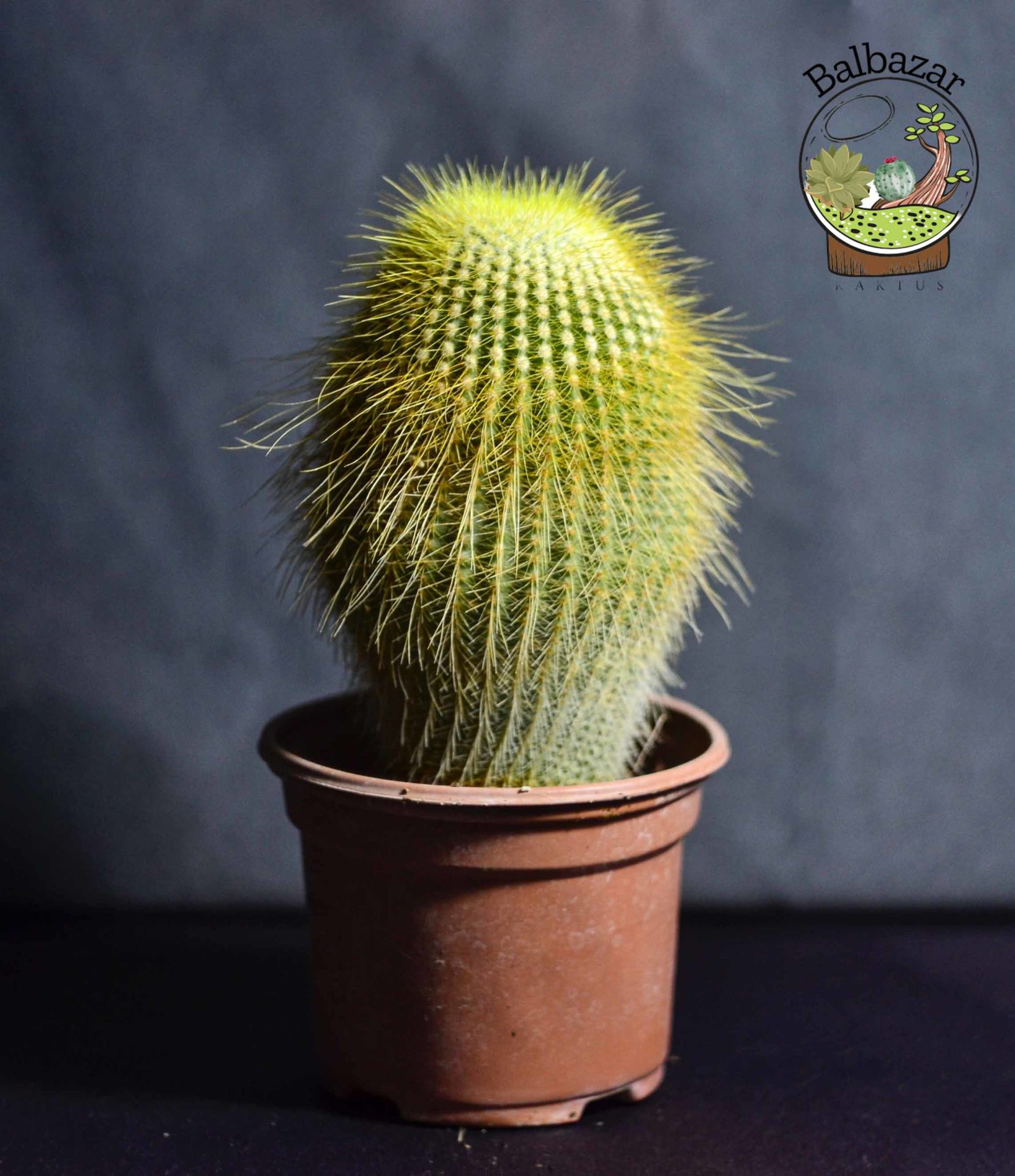 Notocactus Leninghausii Sarı Uzun Sakallı Kaktüs 10.5CM Saksıda