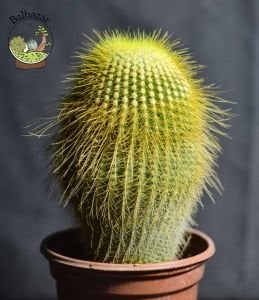 Notocactus Leninghausii Sarı Uzun Sakallı Kaktüs 10.5CM Saksıda