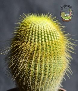 Notocactus Leninghausii Sarı Uzun Sakallı Kaktüs 10.5CM Saksıda