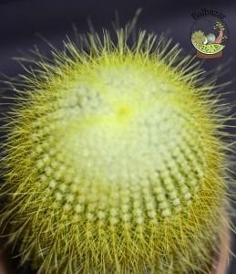 Notocactus Leninghausii Sarı Uzun Sakallı Kaktüs 10.5CM Saksıda