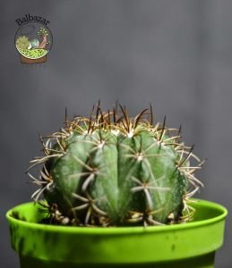 Melocactus Matanzanus Fes Kaktüsü Kırmızı Şapkası Çıkar 8.5CM Saksıda