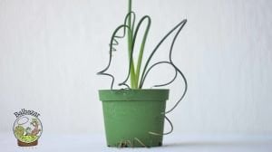 Albuca Spiralis Sukulent Ozel Tur Sukulent 8.5CM Saksıda