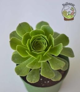 Aeonium Arboreum Velour Rose Form Sukulent İrlanda Gülü 8.5CM Saksıda