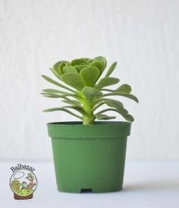Aeonium Arboreum Velour Rose Form Sukulent İrlanda Gülü 8.5CM Saksıda