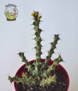 Euphorbia Lenewtonii Nadir Tür Sukulent 8.5CM Saksıda