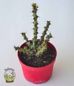 Euphorbia Lenewtonii Nadir Tür Sukulent 8.5CM Saksıda