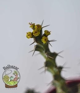 Euphorbia Lenewtonii Nadir Tür Sukulent 8.5CM Saksıda