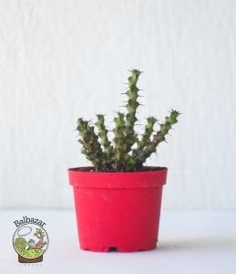 Euphorbia Lenewtonii Nadir Tür Sukulent 8.5CM Saksıda