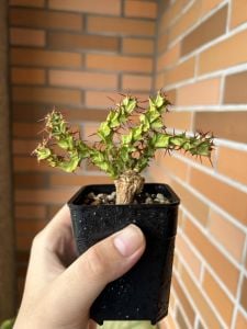 Euphorbia Lenewtonii Nadir Tür Sukulent 8.5CM Saksıda