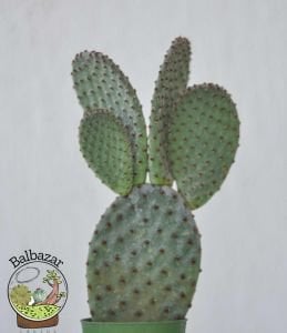 Opuntia Microdasys Rufida - Kırmızı Tavşan Kulağı Kaktüs 5,5cmlik saksıda