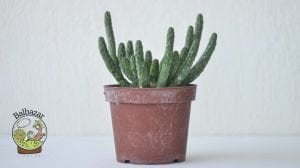 Euphorbia Flanaganii Cristata Sukulent Medusa Başı Ahtapot Kaktüsü 10cm Saksıda
