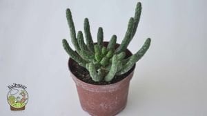 Euphorbia Flanaganii Cristata Sukulent Medusa Başı Ahtapot Kaktüsü 10cm Saksıda