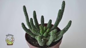 Euphorbia Flanaganii Cristata Sukulent Medusa Başı Ahtapot Kaktüsü 10cm Saksıda
