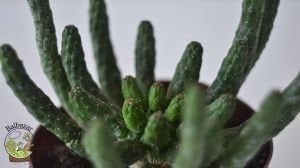 Euphorbia Flanaganii Cristata Sukulent Medusa Başı Ahtapot Kaktüsü 10cm Saksıda