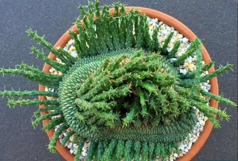 Euphorbia Flanaganii Cristata Sukulent Medusa Başı Ahtapot Kaktüsü 10cm Saksıda