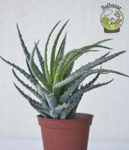 Aloe Humilis Örümcek Aloe Nadir Tür Sukulent 8.5CM Saksıda