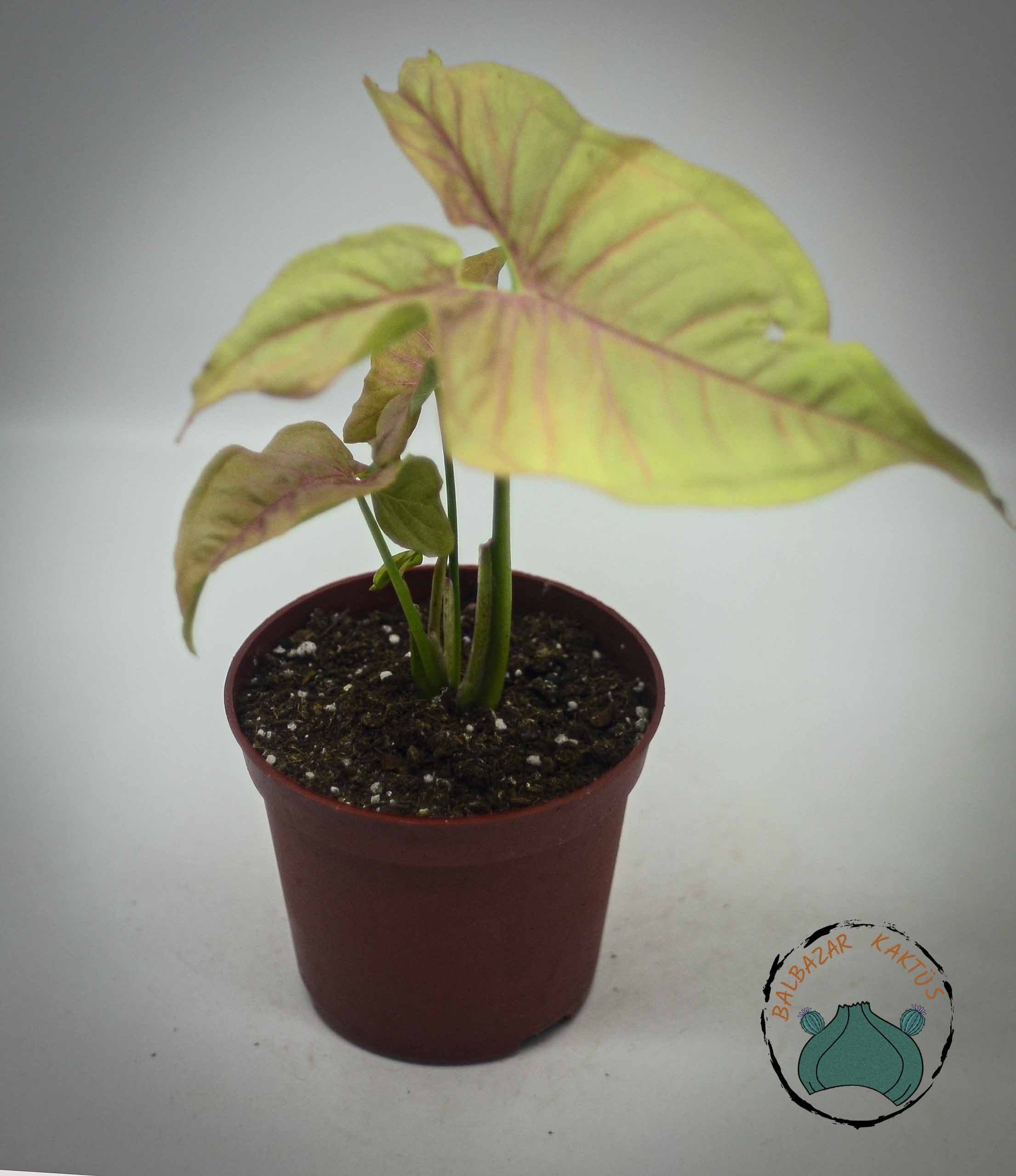 Syngonium Red