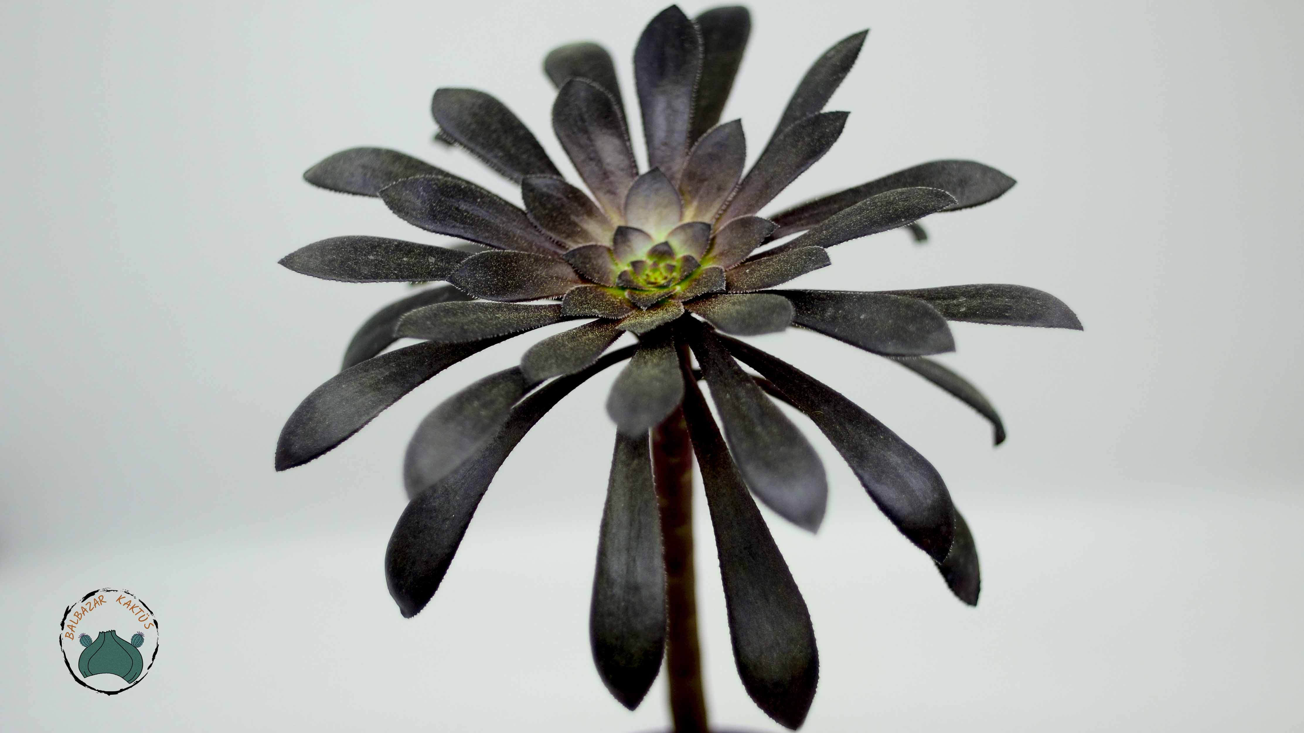 Aeonium Arboreum