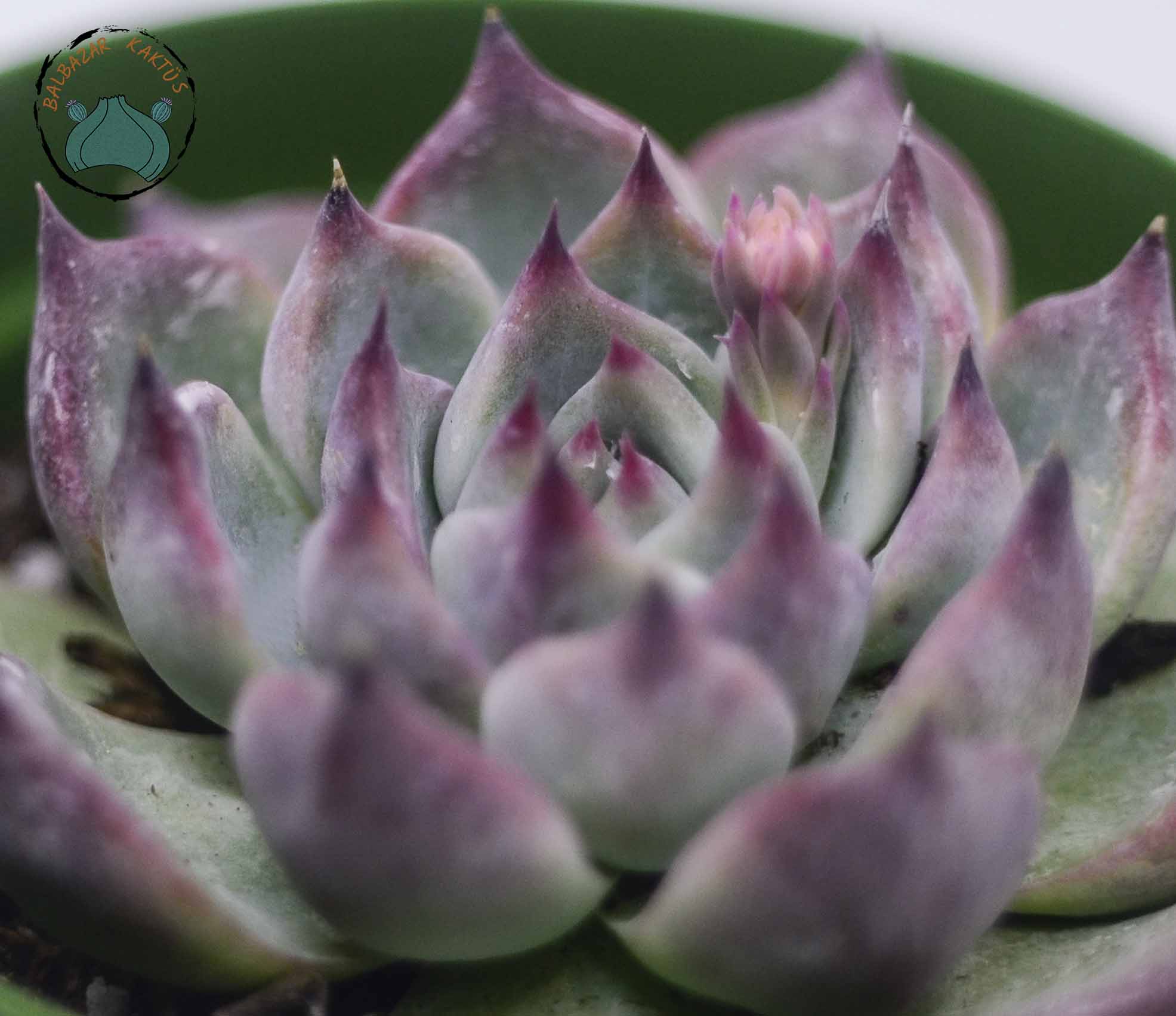 Echeveria Colorata