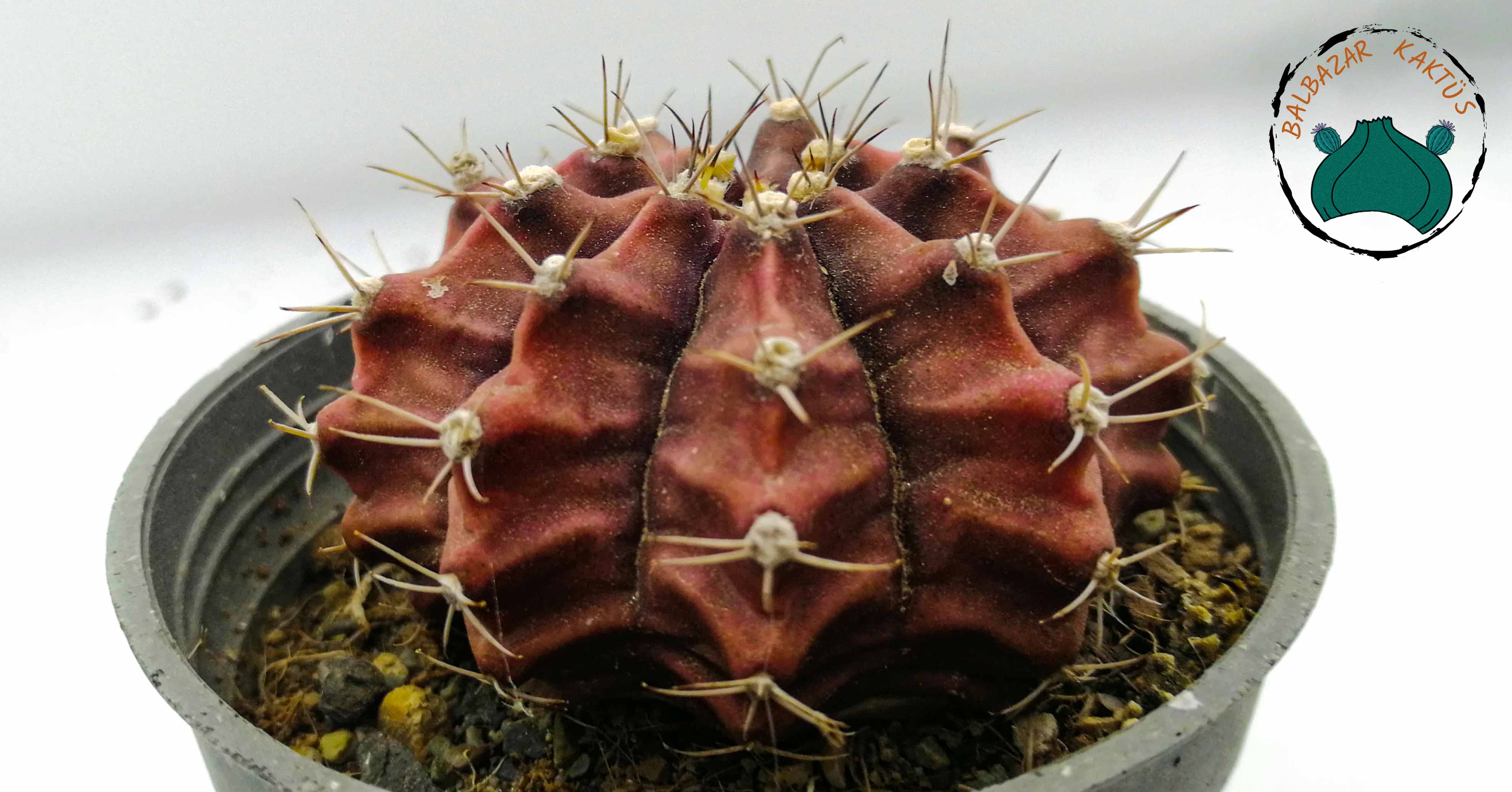 Gymno Mihanovichi