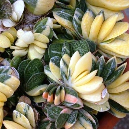 Gasteria Dorenia Variegata