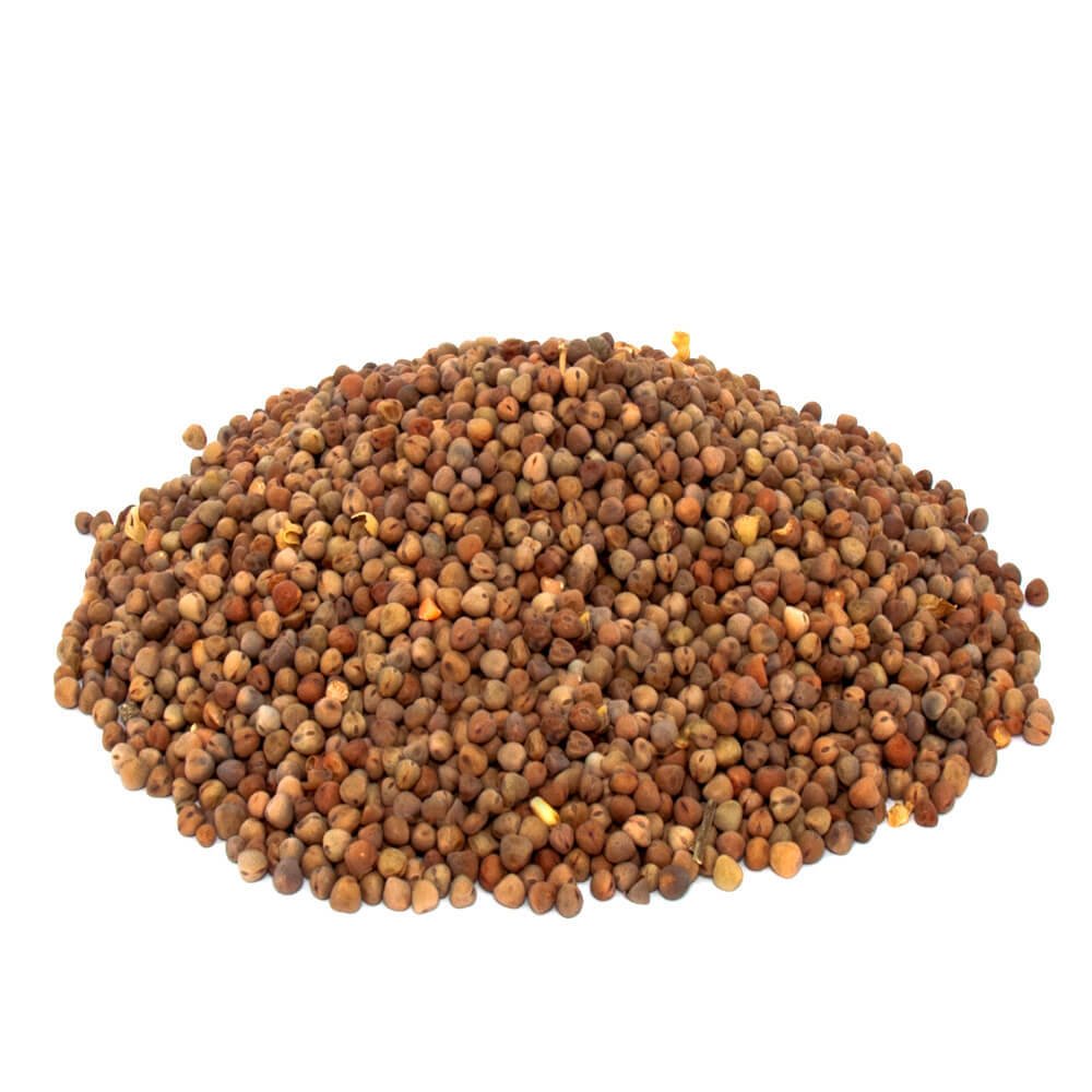 Burçak Tohumu  Lathyrus sativus