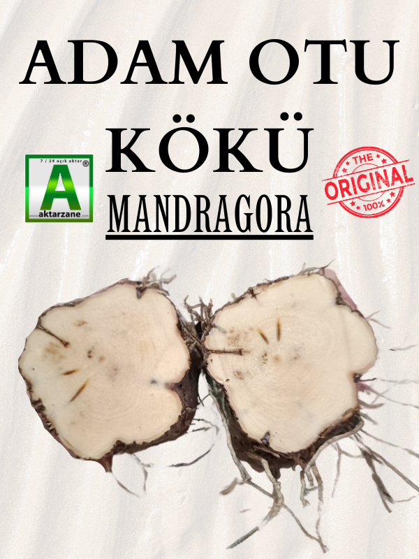 Adam Otu Kökü Adem Otu Kökü Mandragora