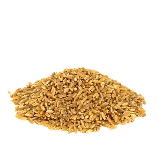 Hediklik Diş Buğdayı