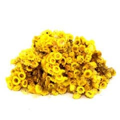 Altınotu Altınbaşak Otu Helichrysum Arenarium