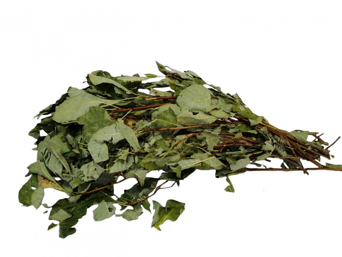 Tetra Ağacı Yaprağı Cotinus coggygria