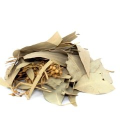 Okaliptus Yaprağı Eucalyptus