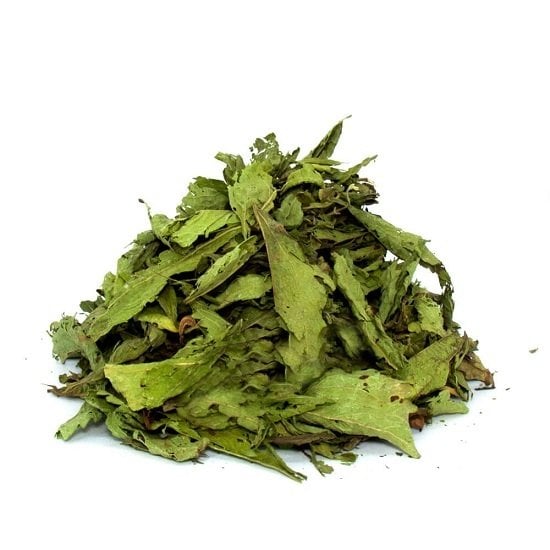 Stevia Şeker Otu Stevia rebaudiana Bertoni