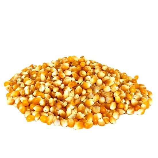 Cin Mısır Zea Mays