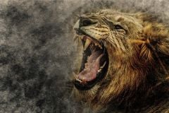 KÜKREYEN ASLAN DUVAR POSTERİ