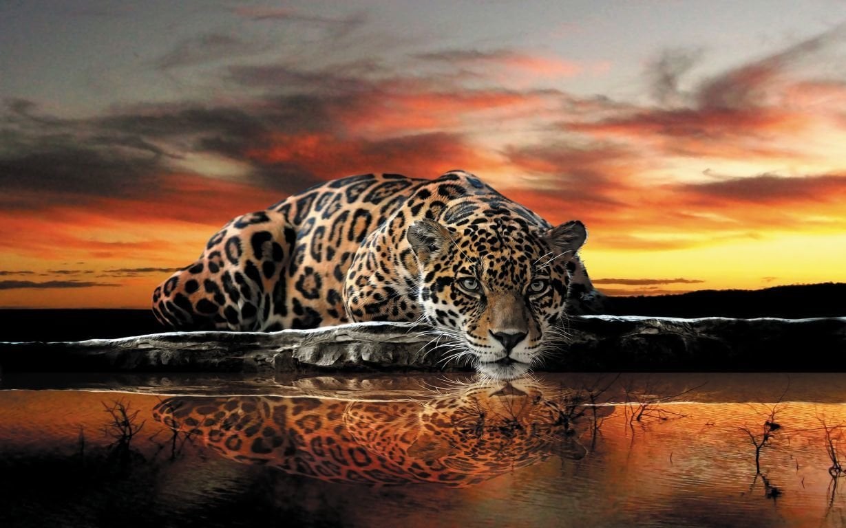 KIZIL LEOPAR DUVAR POSTERİ