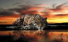 KIZIL LEOPAR DUVAR POSTERİ