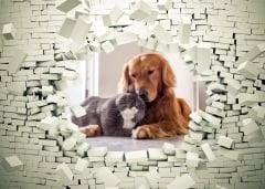 KIRIK DUVAR SEVİMLİ KEDİ VE KÖPEK DUVAR POSTERİ