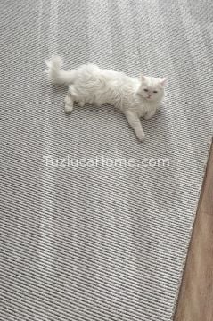 Tuzluca Home Butik 4 Tarafı Kendinden Saçaklı Makine Halısı Özel Ölçülü GRİ