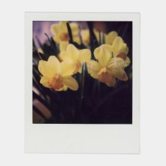 Polaroid Color 600 x40 Instant Film 40 Poz (Ürt: 01-2024)