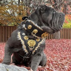 Personalized - Custom Dog Collar Sets