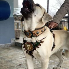 Personalized - Custom Dog Collar Sets