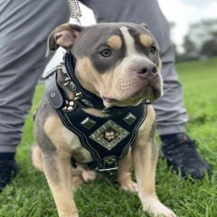 Personalized - Custom Dog Collar Sets