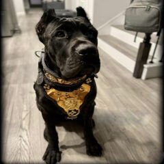 Personalized - Custom Dog Collar Sets