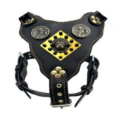 Black-Gold Tones American Bully Head Handmade Leather Dog Harness