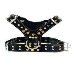 Black-Gold Tones American Bully Head Handmade Leather Dog Harness
