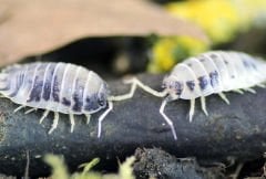 PANDA İSOPOD ( Porcellio laevis dairy cow )