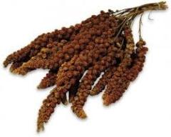 Mamaist Kızıl Daldarı Birinci Sınıf 500 Gr (Bölünmüş)