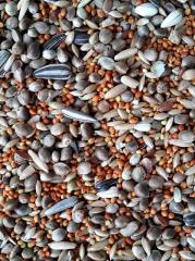 Mamaist Forpus Papağanı Özel Karışım Yemi 1 KG