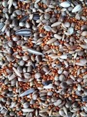 Mamaist Forpus Papağanı Özel Karışım Yemi 500 GR (Bölünmüş)